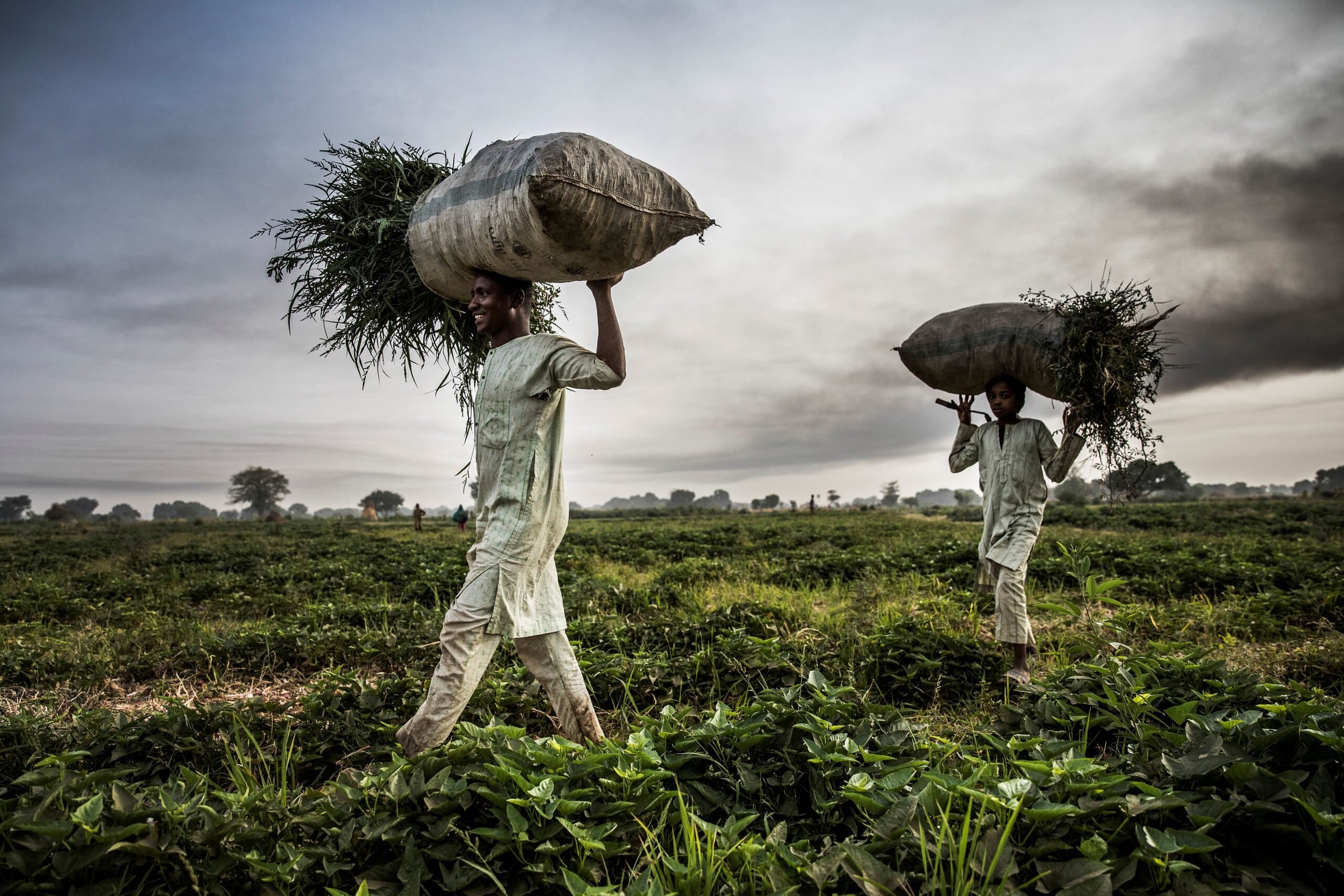 Morocco’s OCP takes on Africa’s agricultural productivity challenge