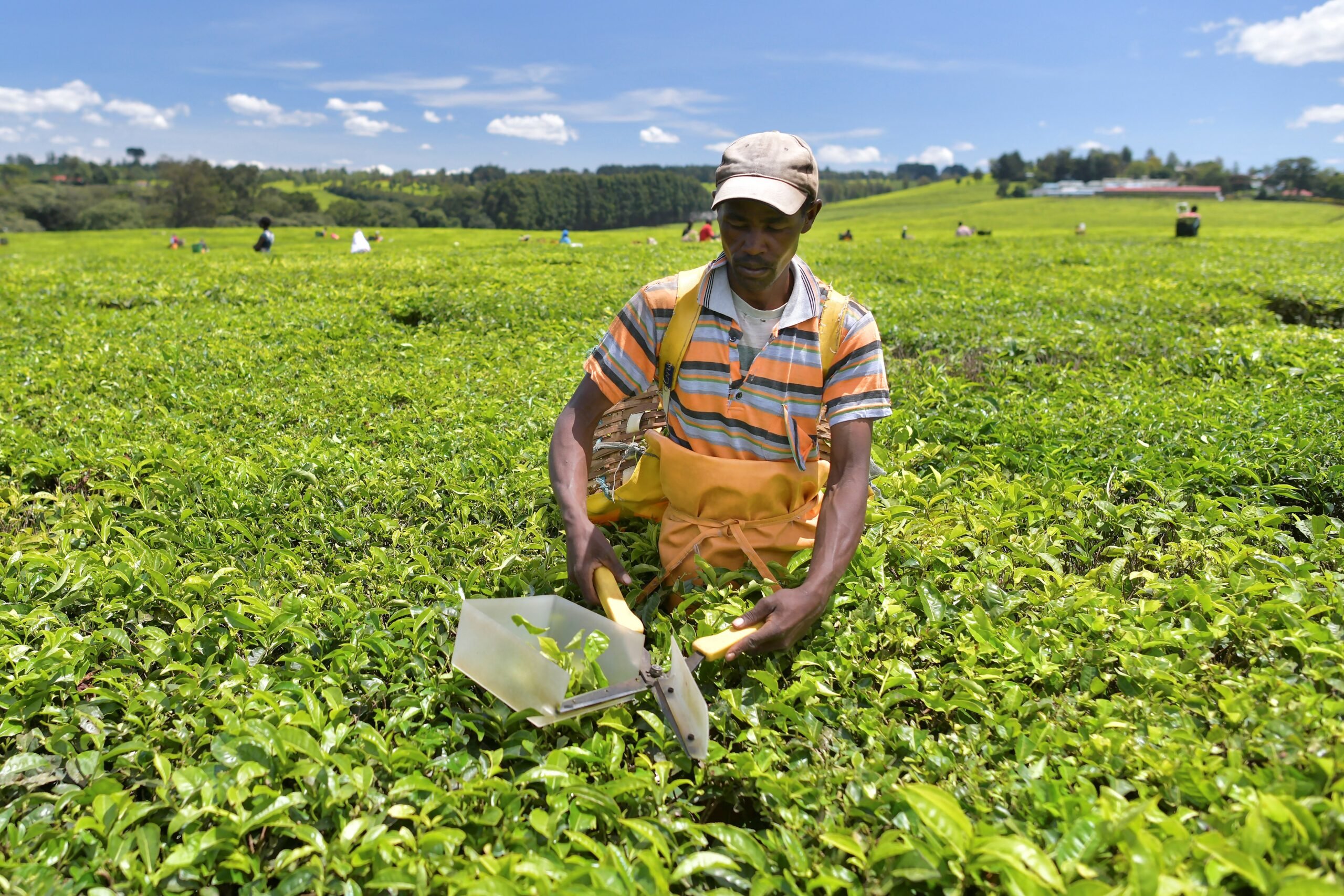 Africa has a bold plan for agriculture: now is the time to implement it
