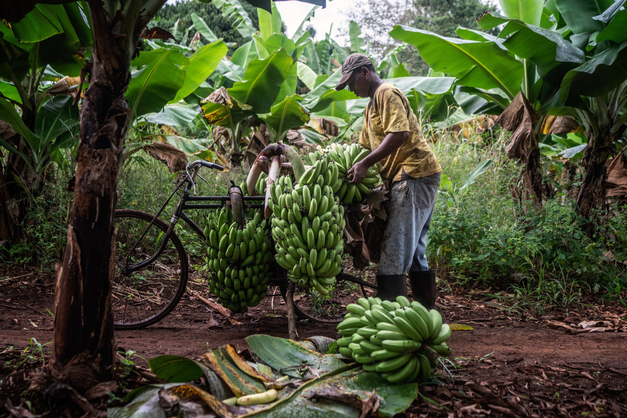 Apps and tech help to boost East African agriculture