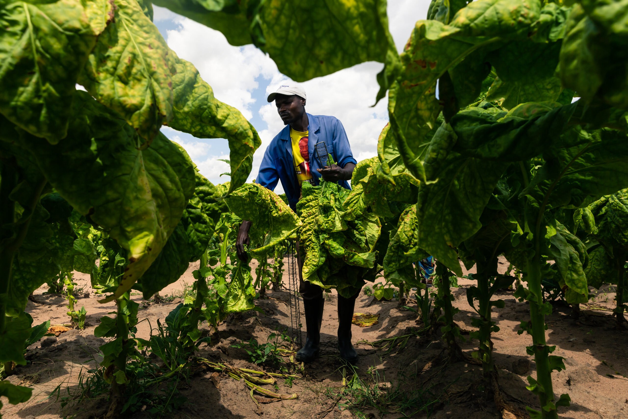 Climate change threatens success of Zimbabwe’s big earner