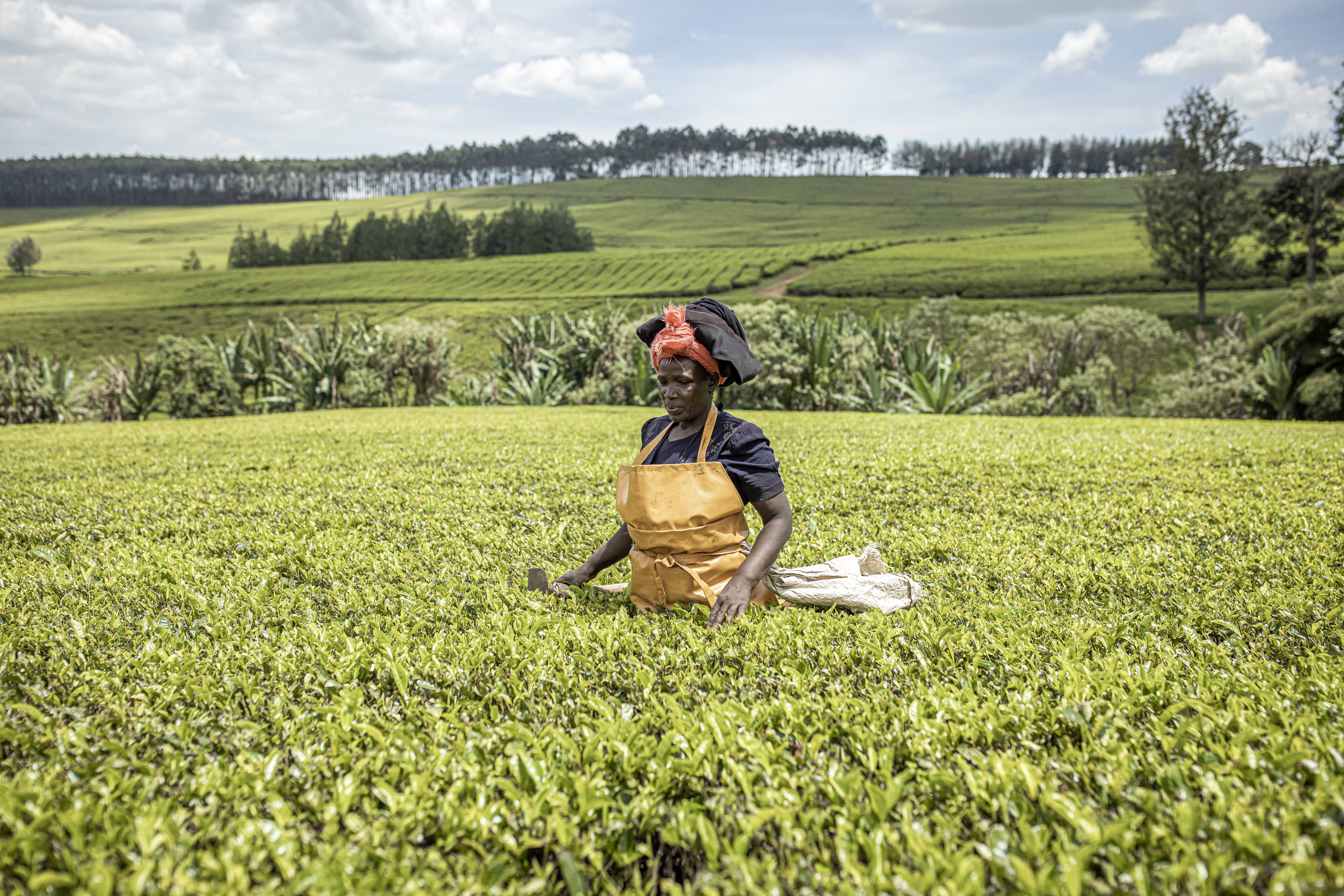 Kenya’s tea exports soar amid renewed focus on value addition