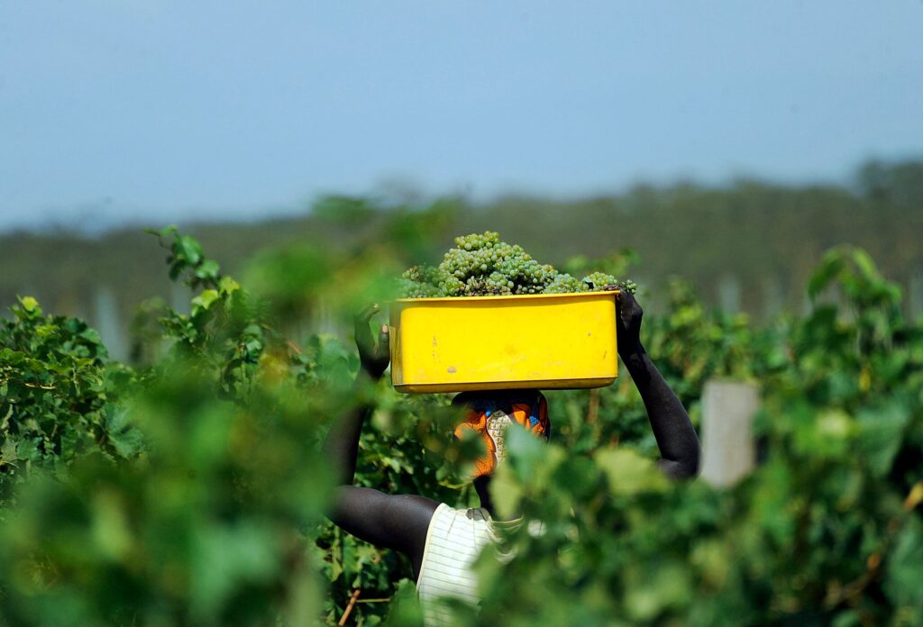 Africa’s alternative wine producers reach maturity