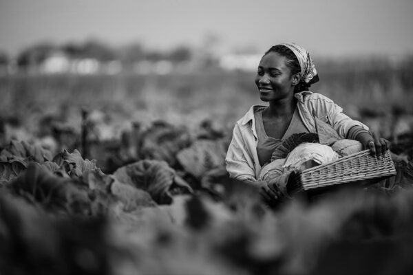Farmed Wrong or Framed Wrong? Africa’s $20 Billion Food Import Crisis 